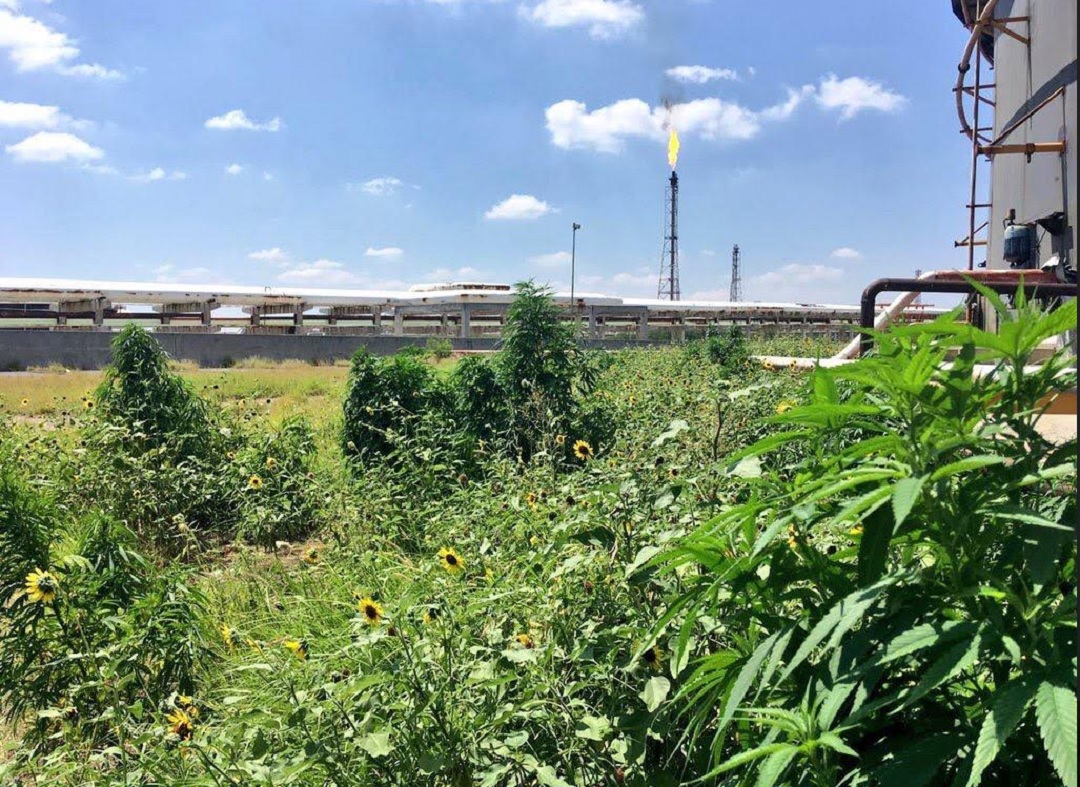 Foto: hallan varias plantas de marihuana en refinería de Cadereyta, 17 de junio 2019. Noticieros Televisa