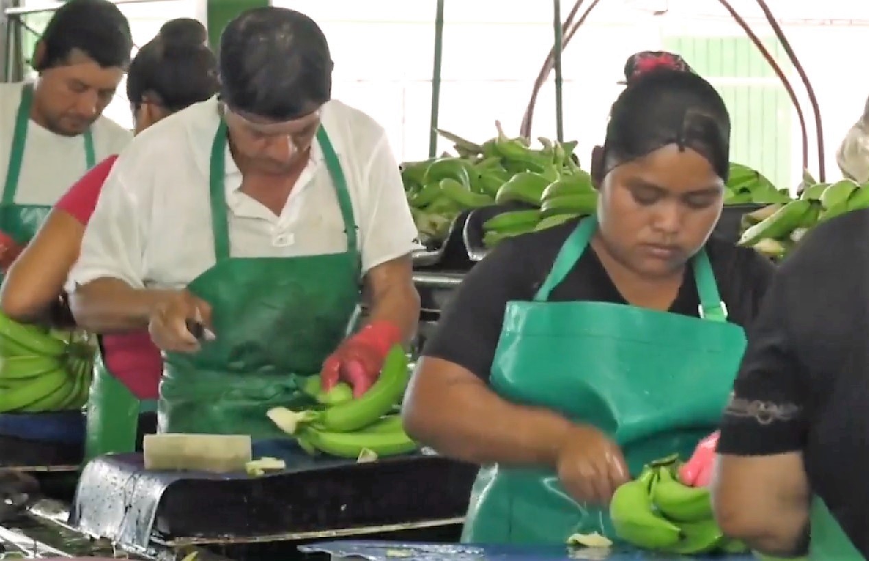 Productores chiapanecos emplean 15 mil centroamericanos;