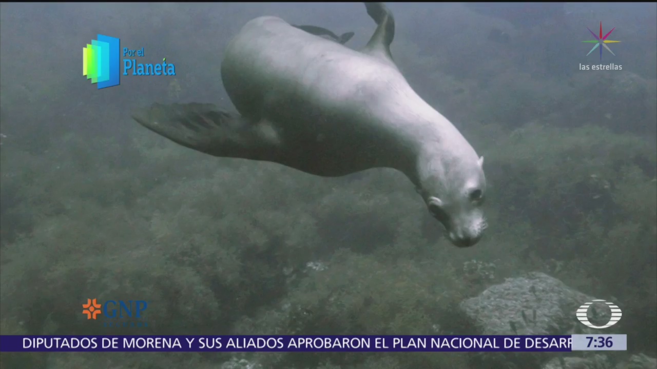 Por el Planeta: Lobos marinos habitan isla de San Pedro Nolasco, en Sonora
