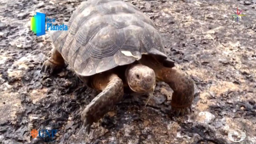 Foto Víboras y tortugas habitan en Sonora, la piel del desierto 25 junio 2019