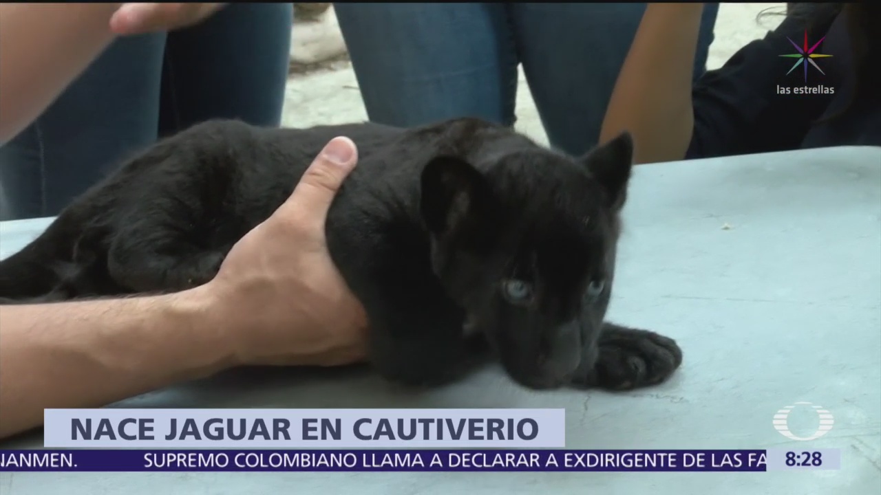Presentan al público a jaguar negro del Zoológico de Culiacán