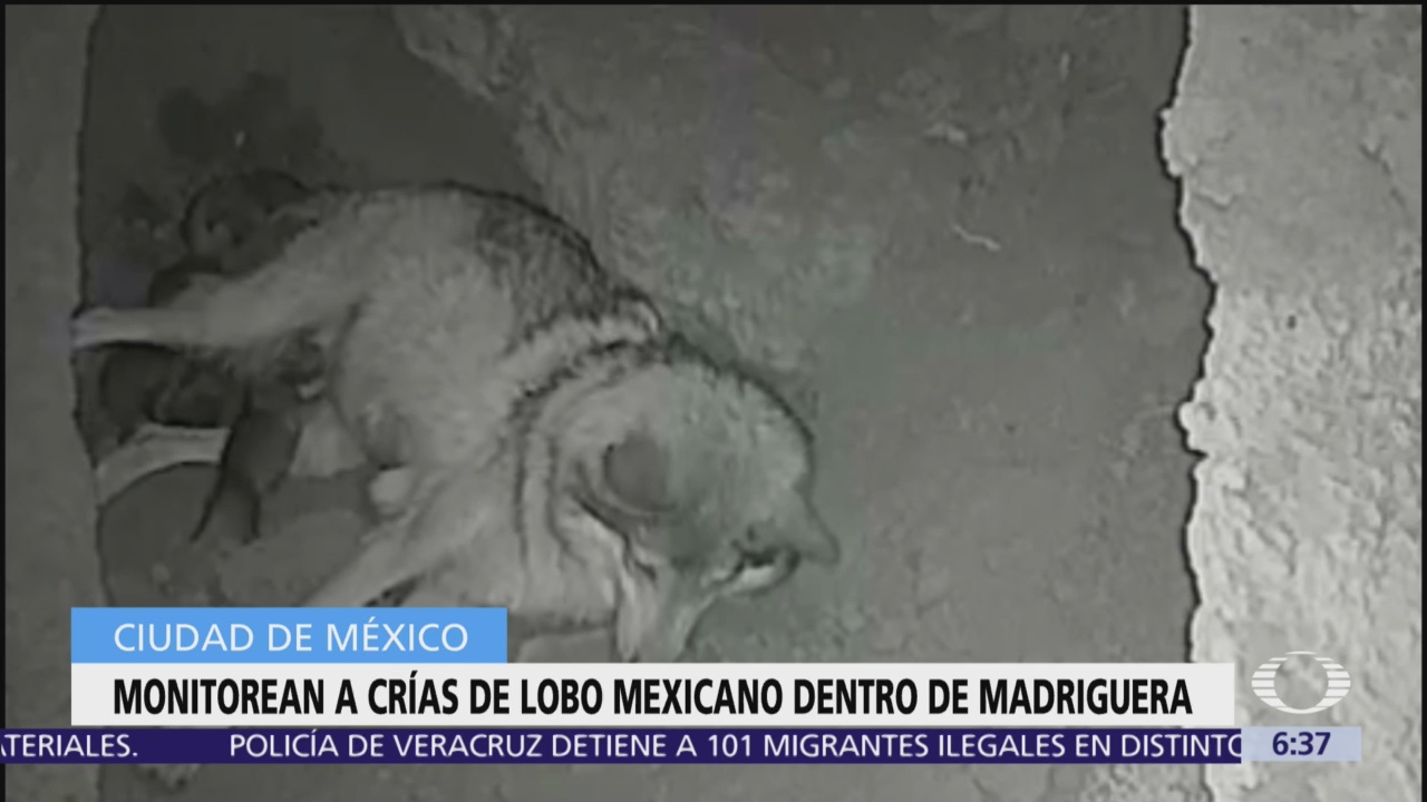 Primeras imágenes de nacimiento de lobos en Zoológico de Chapultepec