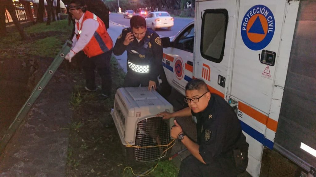 Foto Rescatan a pitbull que cayó a respiradero del Metro Potrero 26 junio 2019