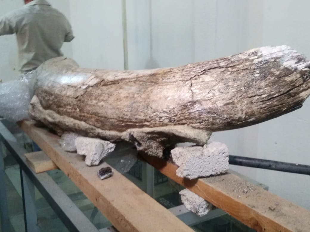 foto restos mamut puebla 9 junio 2019