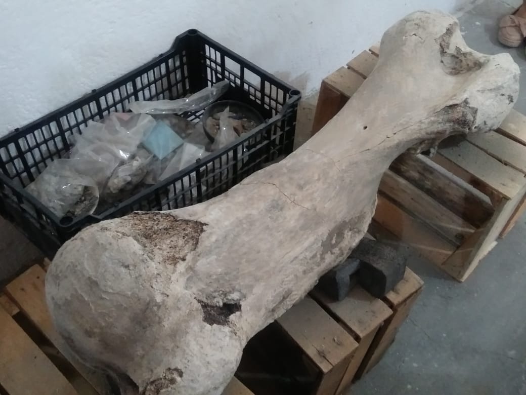 foto restos mamut puebla 9 junio 2019