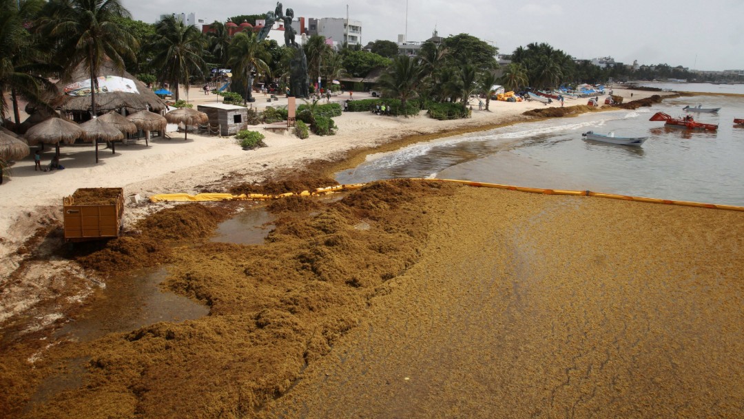 Foto: Sargazo afecta a Playa del Carmen, en Quintana Roo, 24 de junio de 2019, México