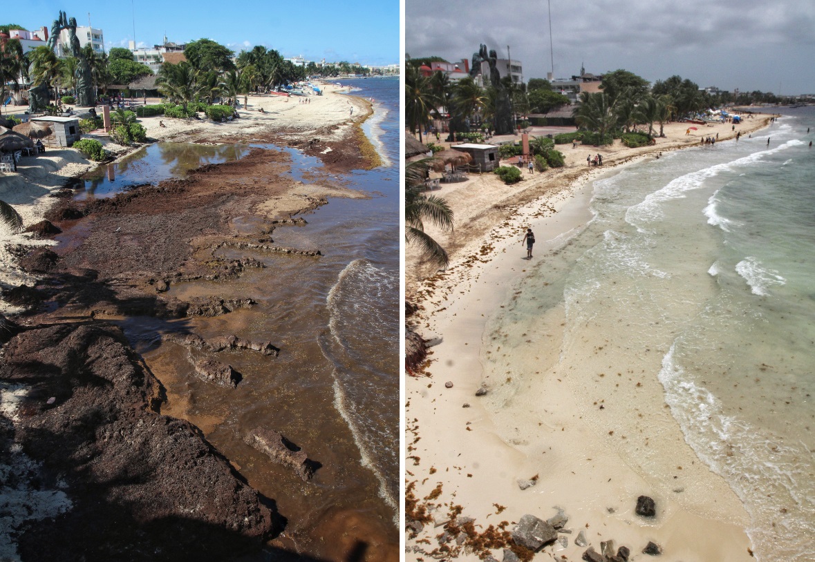 Foto: Playa cubierta de sargazo, el 29 de mayo de 2019, y la misma playa después de una limpieza, este jueves en Playa del Carmen, junio 15 de 2019 (EFE)