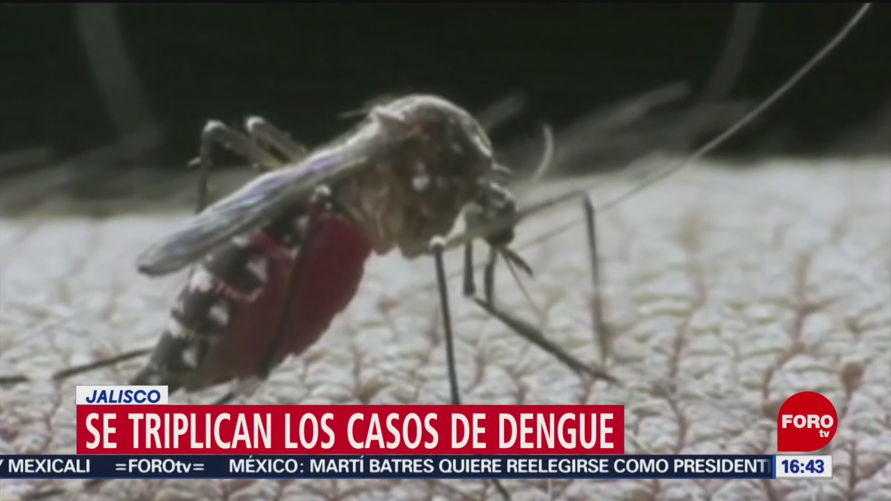 FOTO: Se triplican casos de dengue en Jalisco