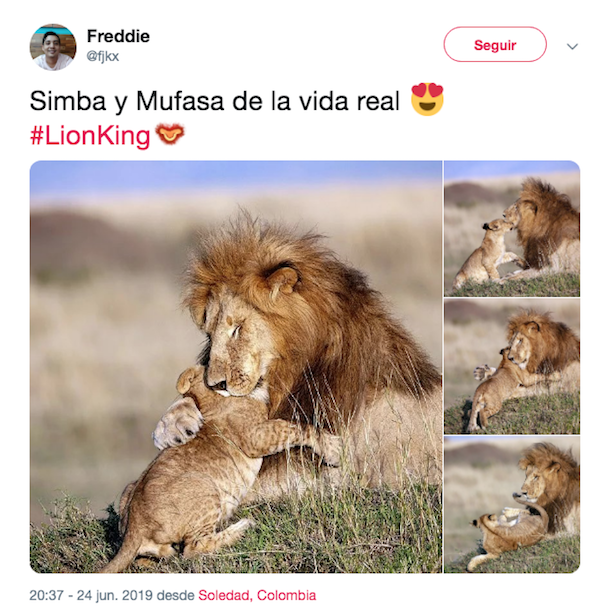 Foto Mufasa y Simba sí existen; así fueron captados en la vida real 25 junio 2019