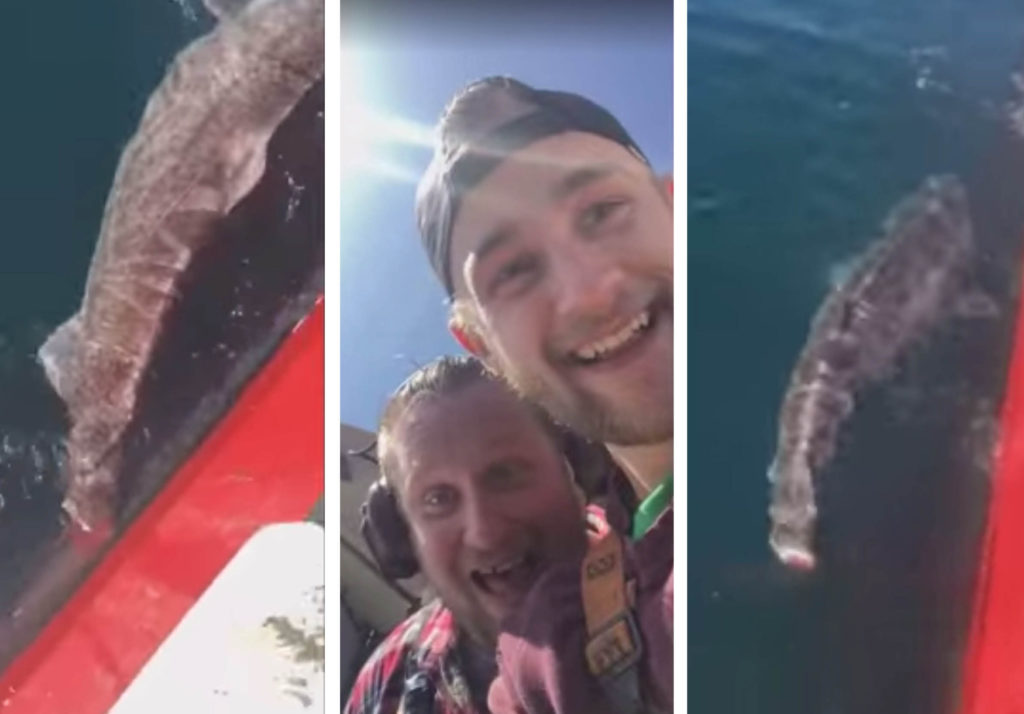Video: Pescadores le cortan la cola a un tiburón y se burlan en redes sociales