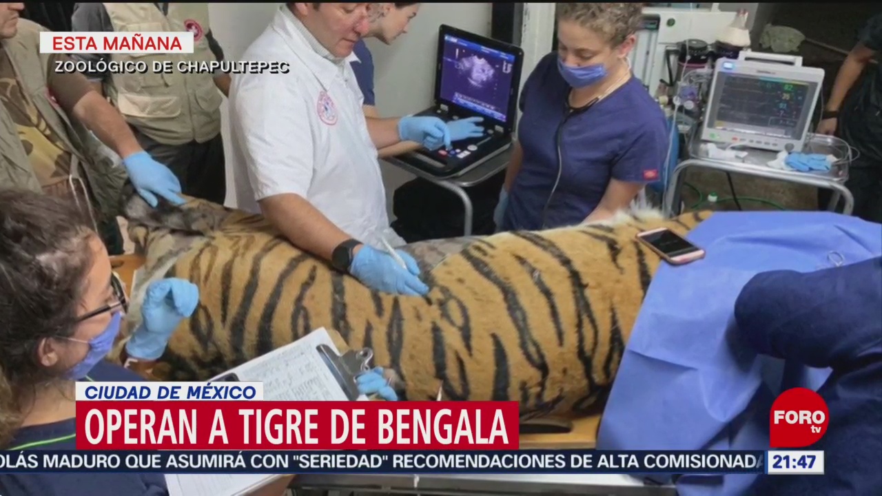 FOTO: Zoológico de Chapultepec opera a tigre de bengala, 22 Junio 2019
