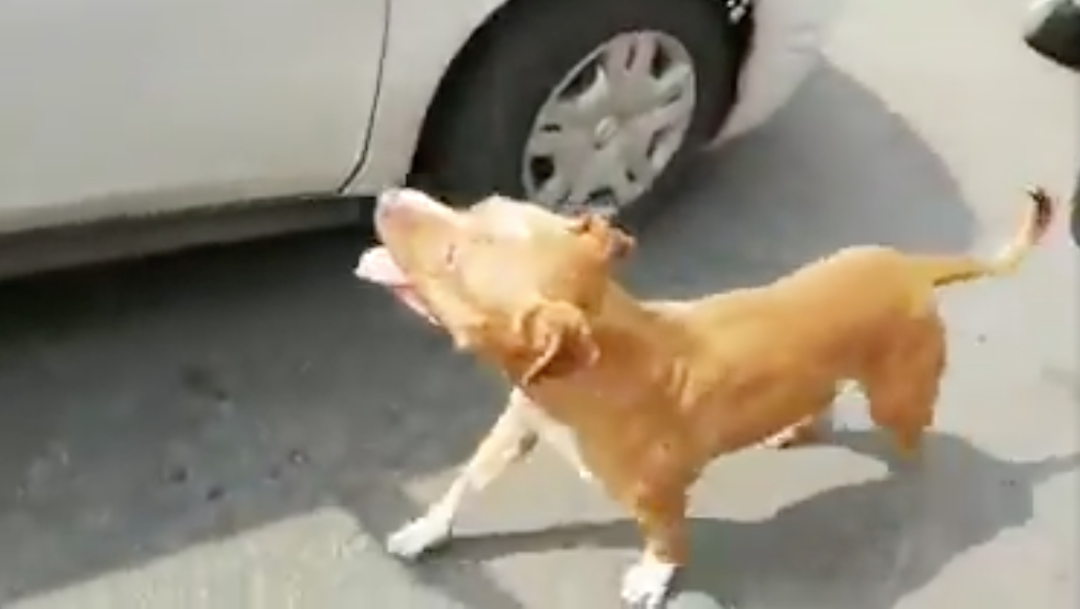 Video: Perro corre detrás del taxi que lo abandonó