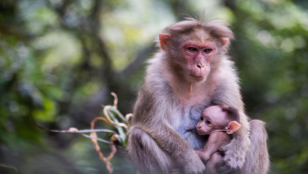 Primates en peligro de extinción: 7 especies en lista roja