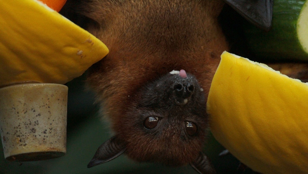 Tequila salva a murciélagos maguyeros de la extinción