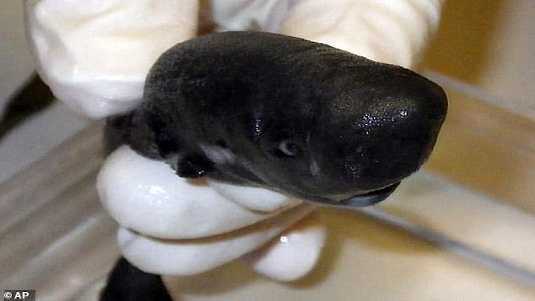 Hallan nueva especie de tiburón en el Golfo de México
