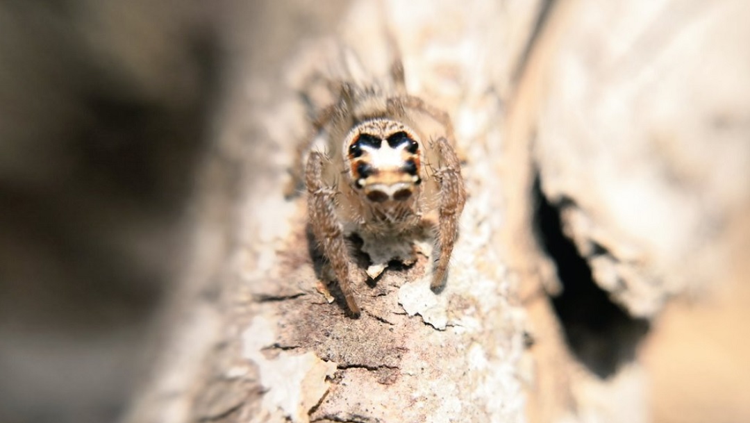 Biólogo de la UNAM te ayuda a identificar arañas y bichos con una foto