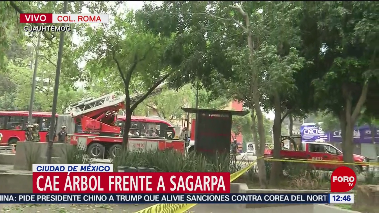Árbol cae frente a sede de Sagarpa, en Avenida Insurgentes, CDMX