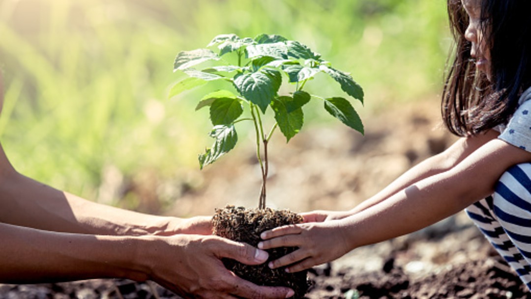 Plantar árboles es la solución contra el cambio climático