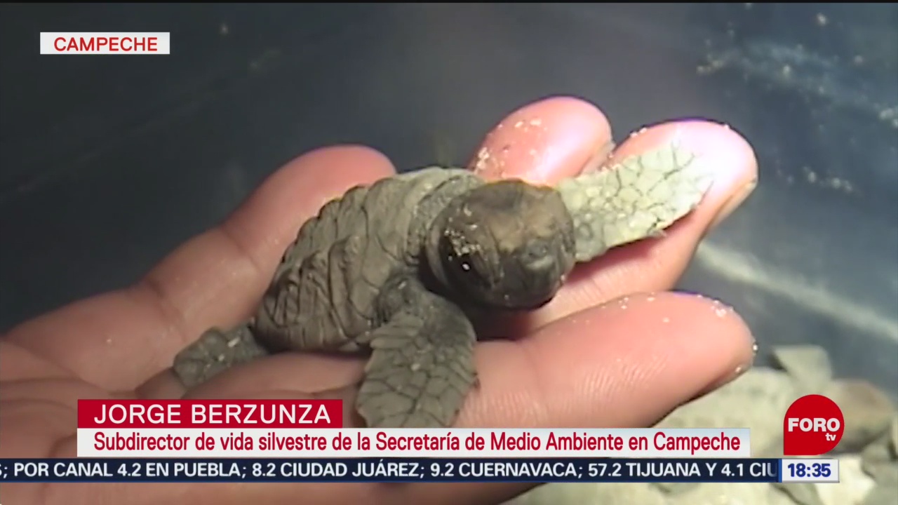 Aumenta anidación de tortugas en Campeche