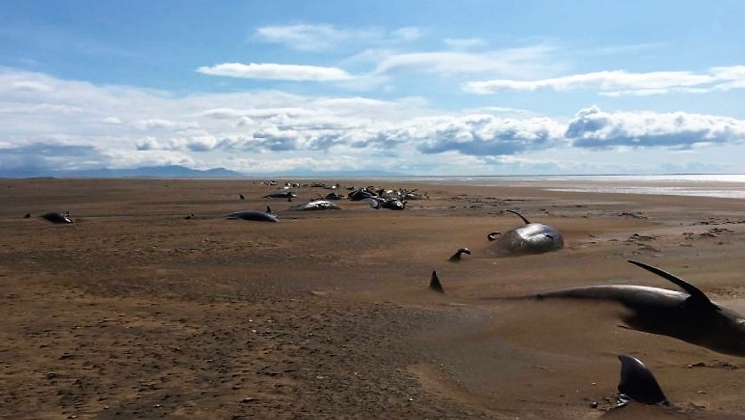 Encuentran muertas 50 ballenas piloto varadas en playa de Islandia