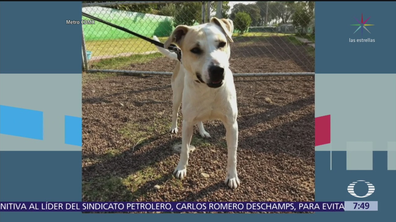 Buscan hogar para 20 perros rescatados en Metro CDMX