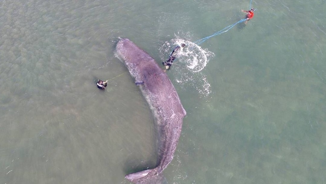 Rescatan a ballena cachalote en La Paz, Baja California Sur