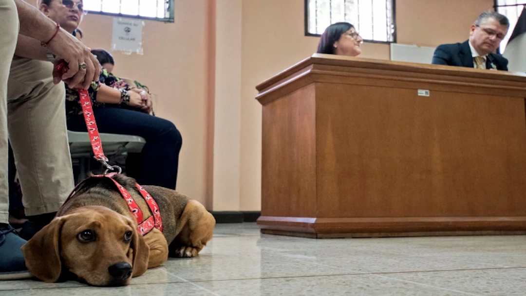 Campeón es el primer perrito en asistir a una corte latinoamericana tras ser víctima de maltrato animal (Ezequiel Becerra/AFP)