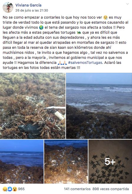 En Facebook, una usuaria reportó la muerte de crías de tortuga marina debido a la presencia del sargazo en playas.