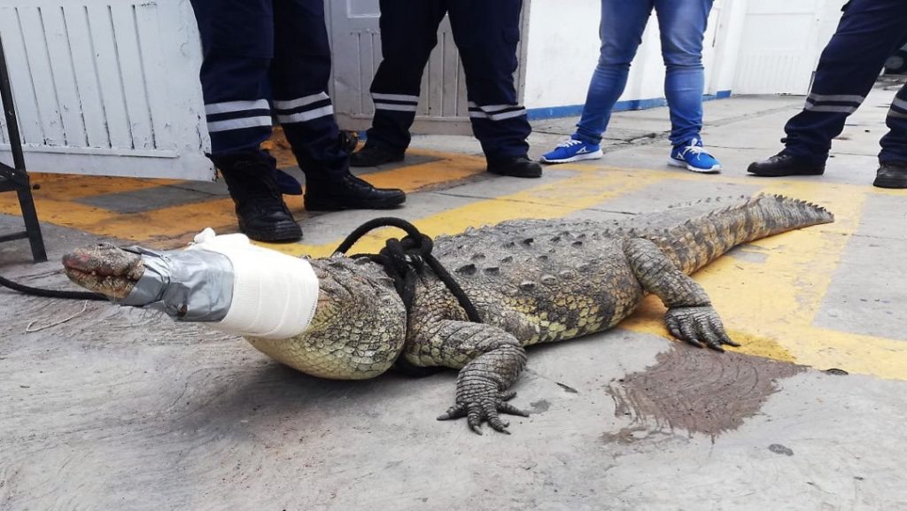 Foto Capturan cocodrilo de más de dos metros en Irapuato, 26 julio 2019