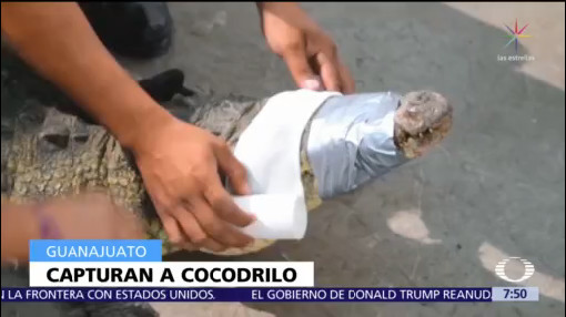 Capturan cocodrilo de más de dos metros en Irapuato, Guanajuato