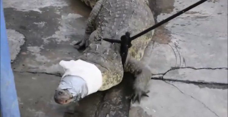 Foto Capturan cocodrilo de más de dos metros en Irapuato, 26 julio 2019