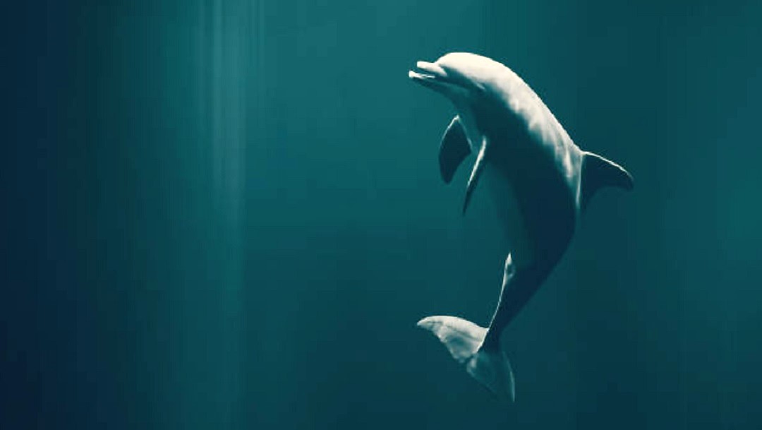 Los delfines regulan cada latido de su corazón mientras bucean: Estudio