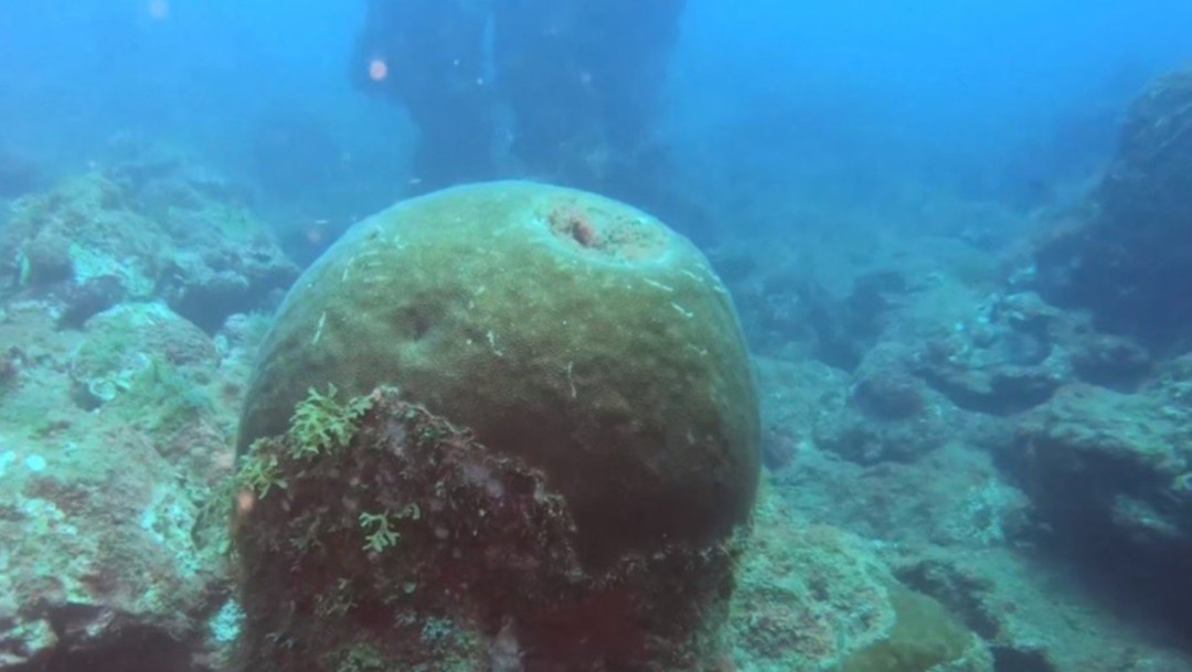 Foto: Investigadores descubren cinco arrecifes sumergidos en el suroeste del Golfo de México, el 20 de julio de 2019 (Twitter: @TecNM_MX)