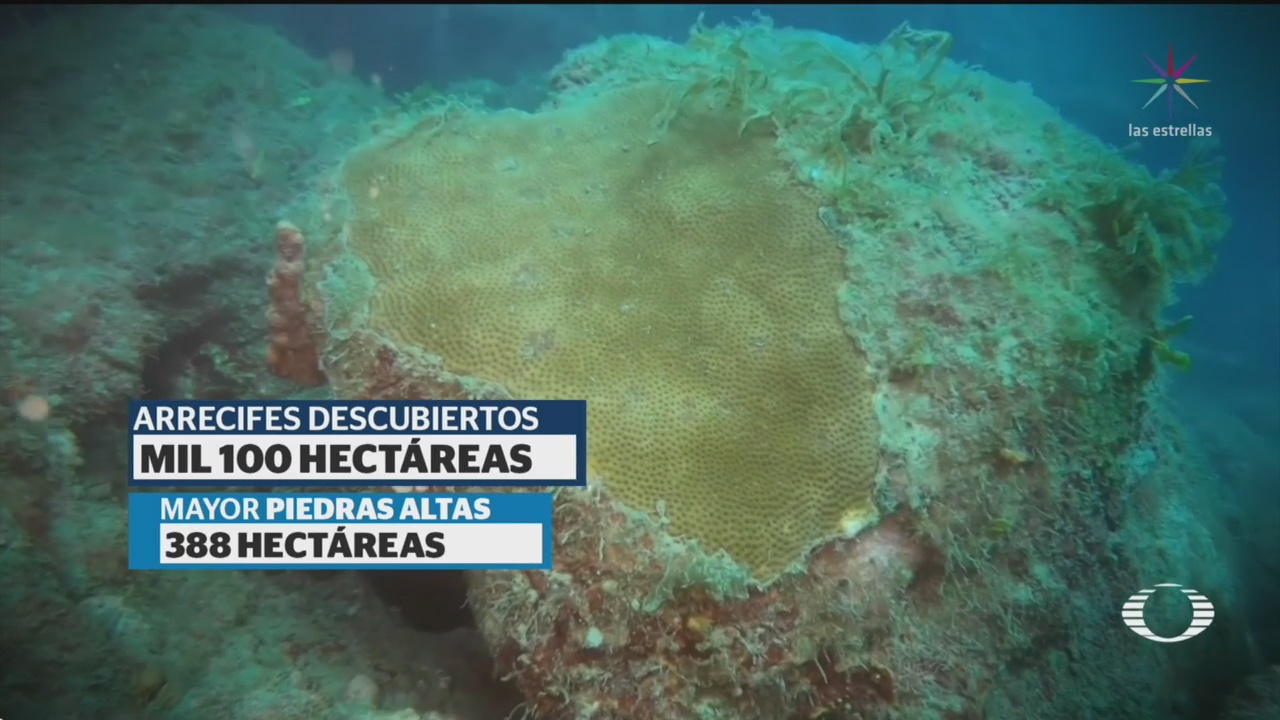 Foto: Descubren Nuevos Arrecifes Veracruz 5 Julio 2019