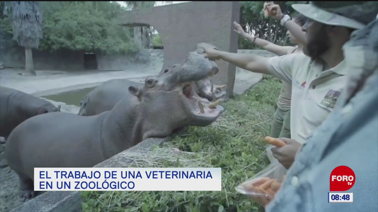 El trabajo de una veterinaria en un zoológico