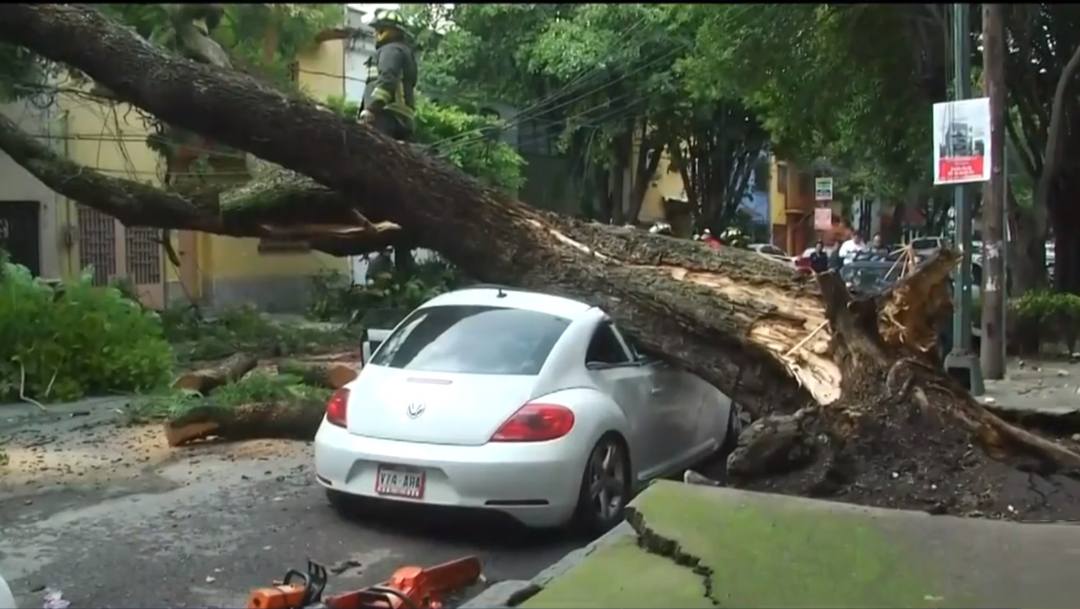 Foto: Un enorme árbol cayó sobre un automóvil en la colonia Condesa, 20 julio 2019