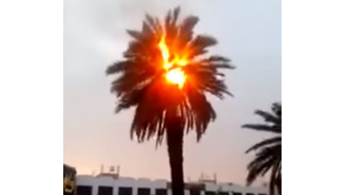 Foto: Una palmera se quema después que un rayo la impactara en Munawarah, Arabia Saudita