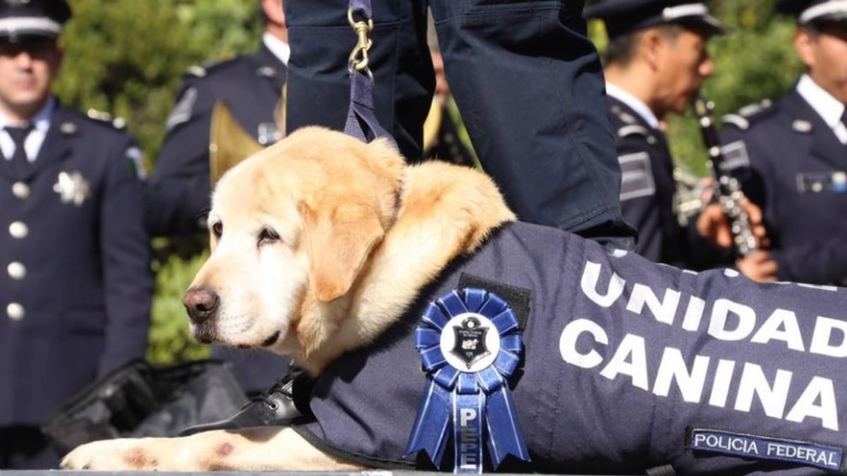 Tras nueve años de servicio, las y los oficiales caninos son puestos en adopción. Policía Federal