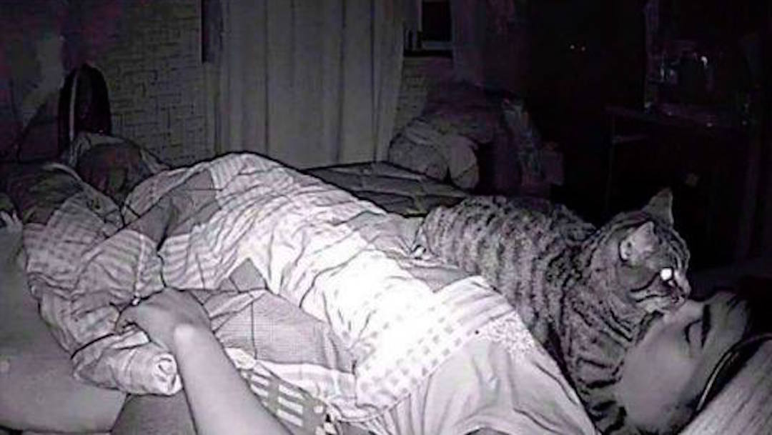 Coloca cámara en su cuarto y descubre que su gato lo asfixia cuando duerme