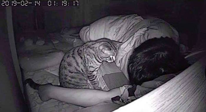 Foto Coloca cámara en su cuarto, descubre a su gato asfixiándolo mientras duerme 26 julio 2019