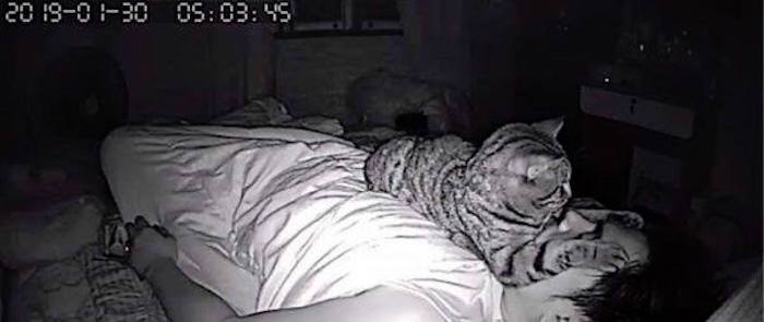 Foto Coloca cámara en su cuarto, descubre a su gato asfixiándolo mientras duerme 26 julio 2019
