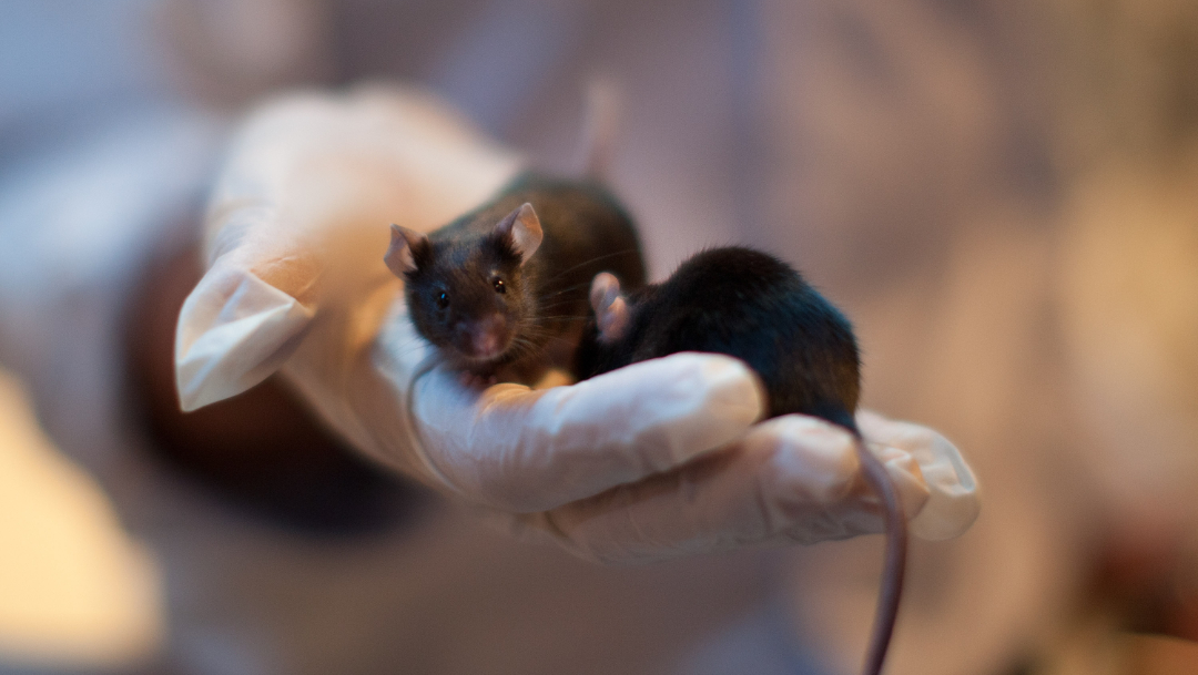 foto Virus procedente de roedores mantiene alerta en Bolivia 4 julio 2019
