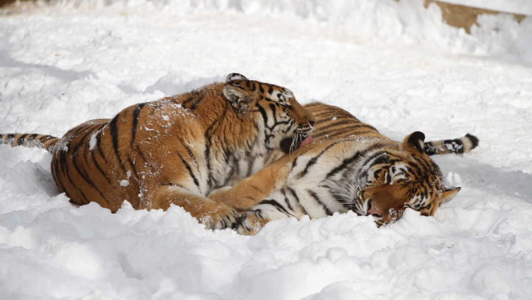Ejemplares de tigre siberiano en la nieve