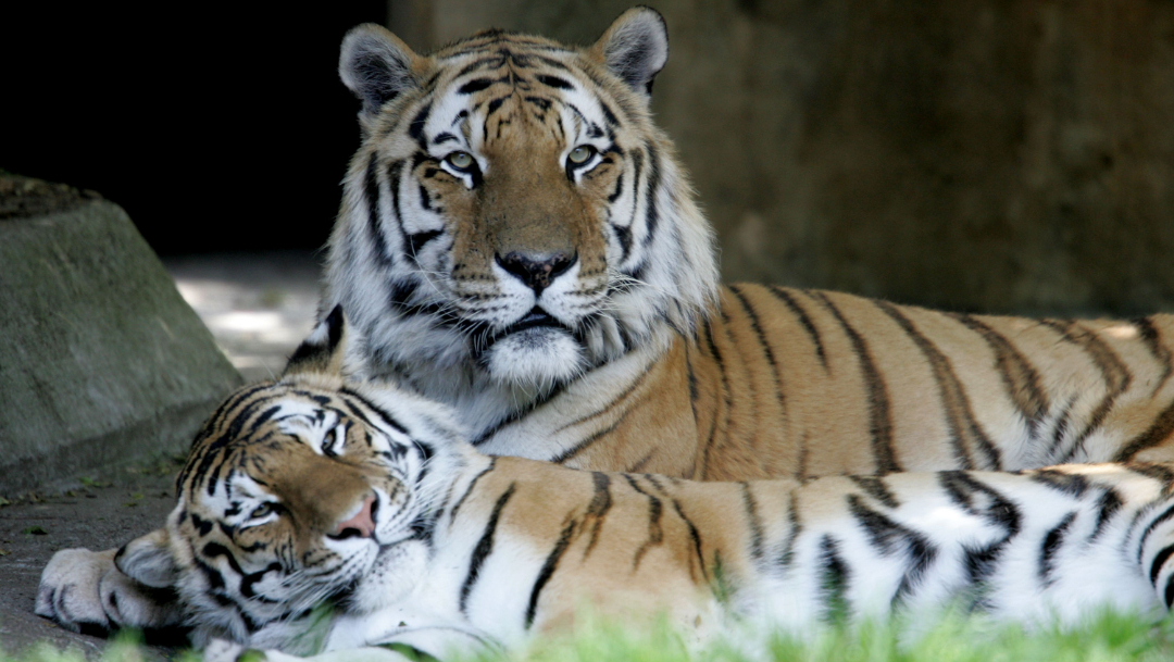 India y Rusia crecen población de tigres, especie en peligro de extinción