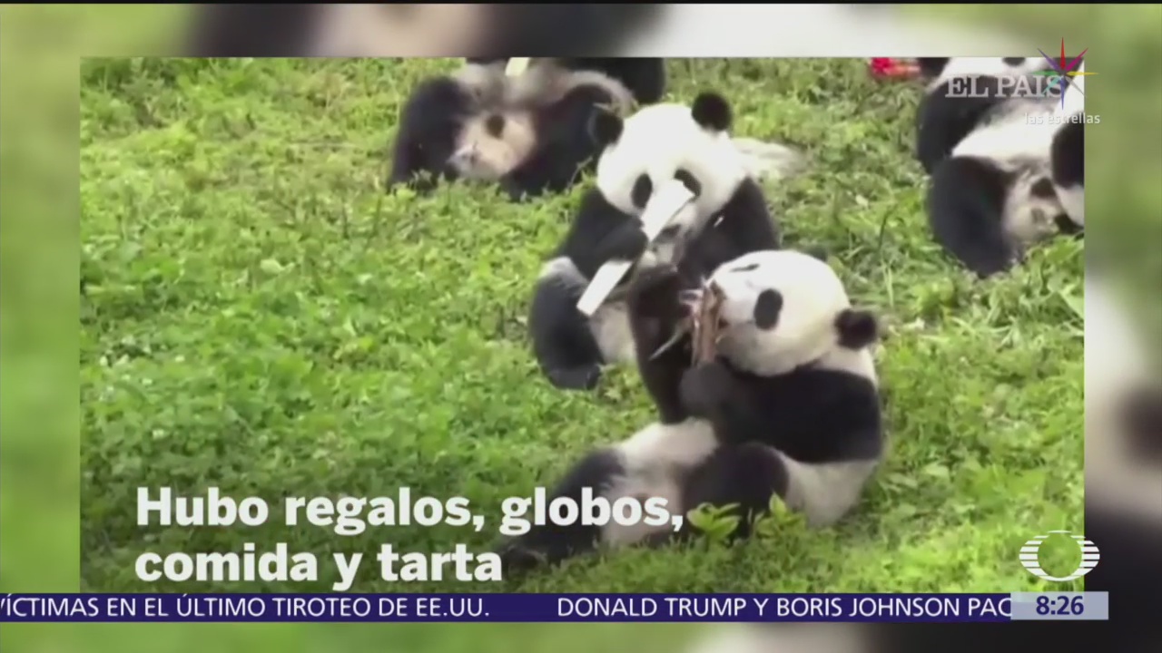 Hacen fiesta para 18 osos panda en China