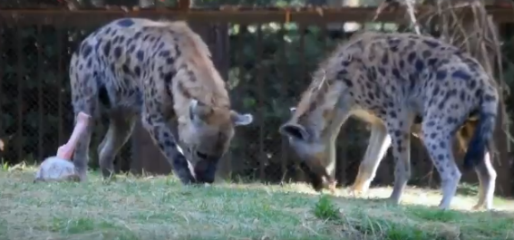 Nacen cachorros de hiena en el Zoológico de Chapultepec