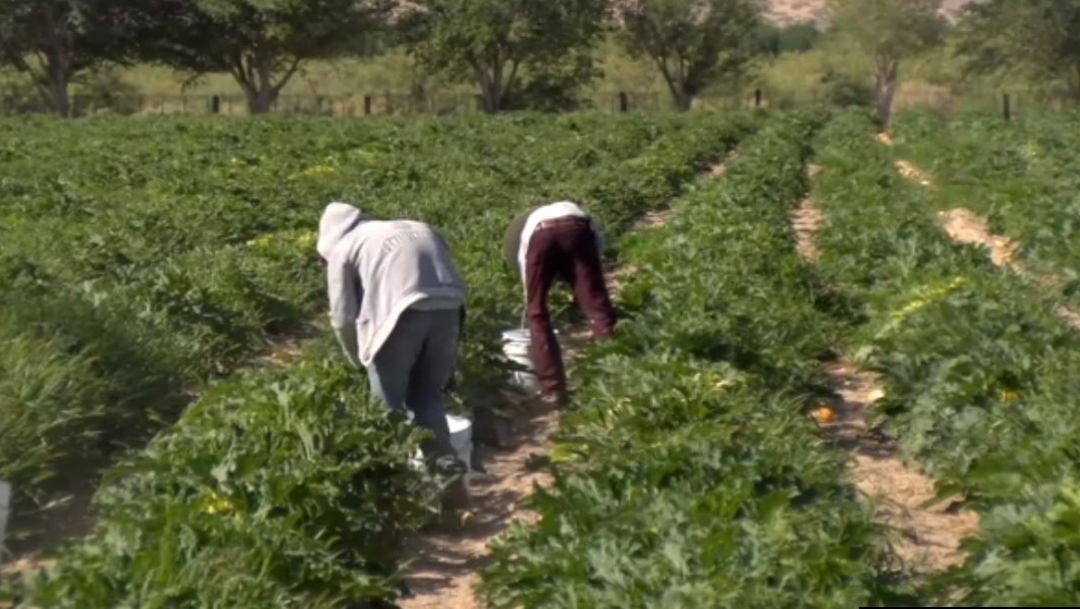 Foto: Esta temporada, los agricultores de Samalayuca, Chihuahua consiguieron una buena producción, 20 de julio de 2019 (Noticieros Televisa)