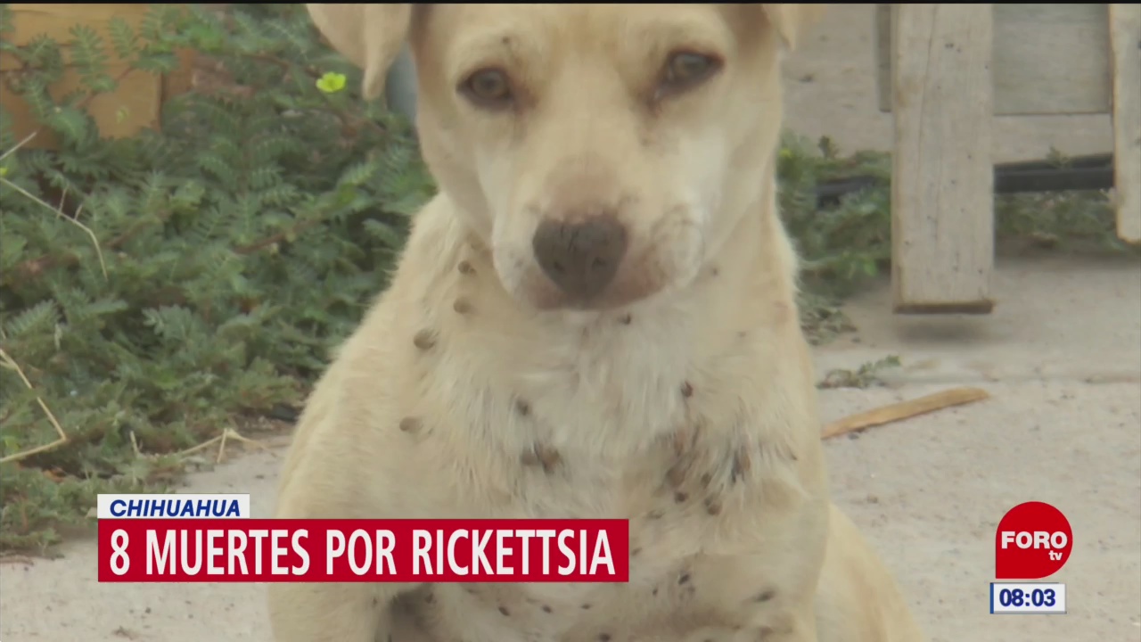 Incrementan muertes por casos de rickettsia en Chihuahua