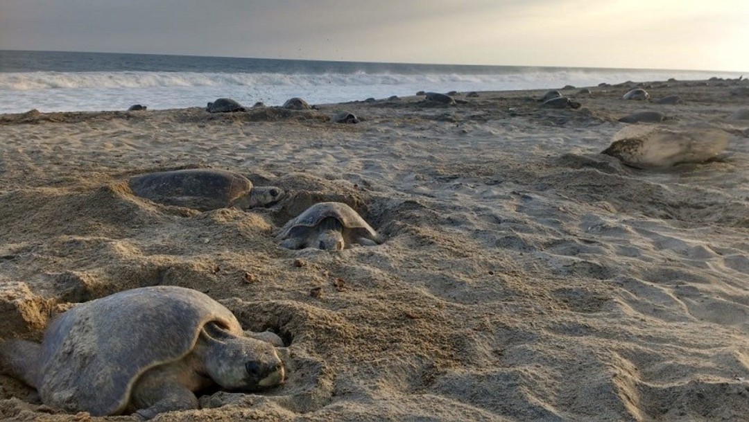Imagen: Las primeras tortugas golfinas llegan a la costa de Oaxaca, 4 de julio de 2019 (Profepa)