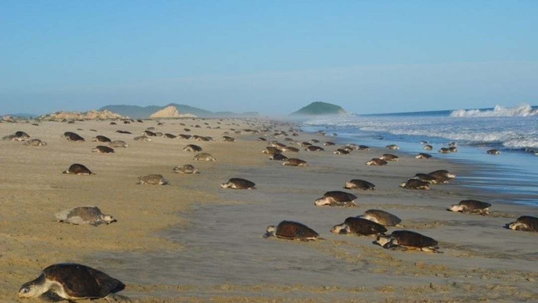 Imagen: Las primeras tortugas golfinas llegan a la costa de Oaxaca, 4 de julio de 2019 (Profepa)